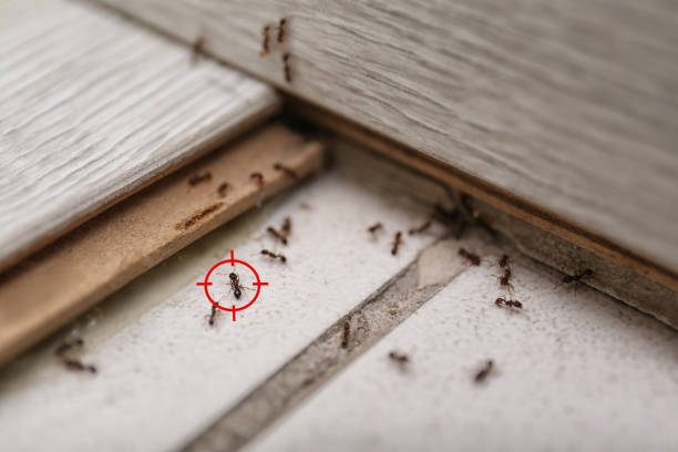 Best Pest Removal Services  in Wink, TX